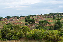 green mango trees & houses in village