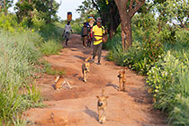 farmers & dogs walking on track