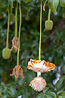 baobab flower & fruits