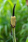 arum-like flower
