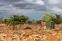 shreck near slash & burn agriculture