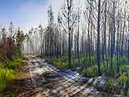 sandy track through young pine forest