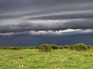 stormy clouds over green grass | elephant carcasse