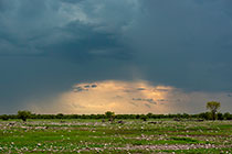 isolated trees under stormy clouds