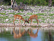 impalas fighting near waterhole