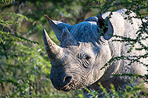black rhino in bushes