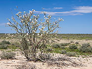bush in flower