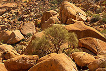 trees & granite boulders