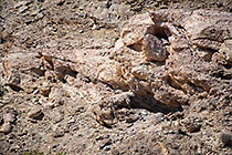 clipspringers on rocky hill