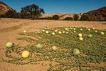 nama melon in riverbed