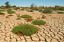 green bushes in cracked dried mud
