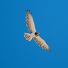 xxx bird flying
