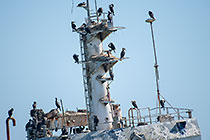 cormoran birds on shipwreck