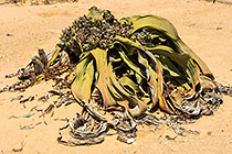 giant welwitschia plant