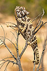 nama chameleon on dead branch