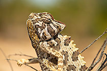 nama chameleon on dead branch