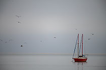 birds flying around sailing boat under mist