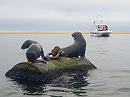 seals on floating drum