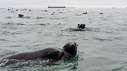 seals playing in water