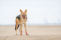 jackal after eating dead seal