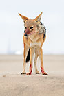 jackal after eating dead seal