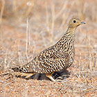 sand grass bird