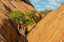 tree growing in crack within granite monolith mountain