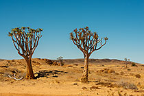 quiver trees in arid plain