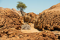 tree & rock formation
