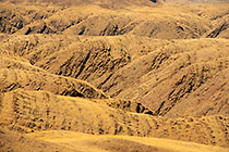 golden dry grass on hills