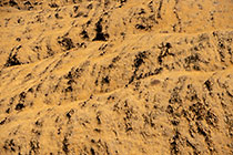 golden dry grass on hills