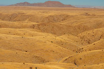 golden dry grass on hills