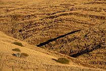 golden dry grass on hills