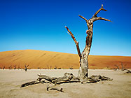 dead trees & sand dune