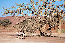 oryx under camelthorn tree