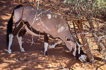 oryx eating pods under camelthorn tree