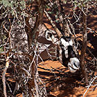 oryx eating pods under camelthorn tree