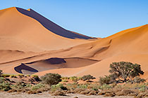 bushes & trees in vlein near sand dunes