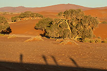 sand dunes at sunset