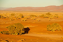 camelthorn trees in valley at sunset