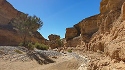 camelthorn tree & rock formation in canyon
