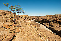 isolated tree & sandy riverbed in canyon
