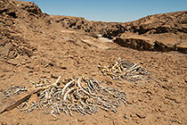 dead euphorbia & sandy riverbed in canyon
