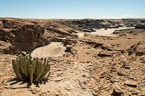euphorbia & sandy riverbed in canyon
