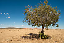 welwitschia growing under isolated tree