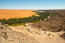 green belt of trees in canyon & sand dunes