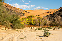 green trees along riverbed & sand dunes