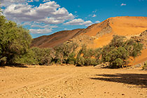 green trees along riverbed & sand dunes