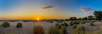 trees in riverbed at sunrise