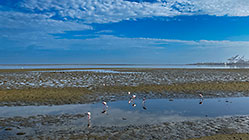 flamingo birds in lagoon